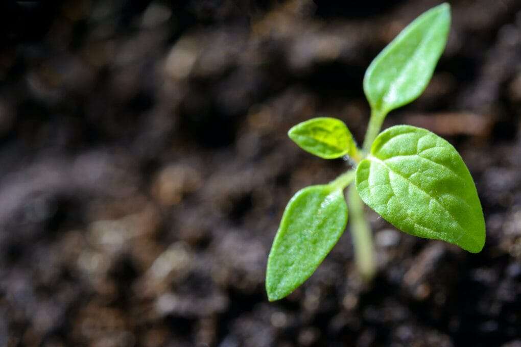 The best fertilizer for tomatoes is helping a small green plant grow in the dirt.