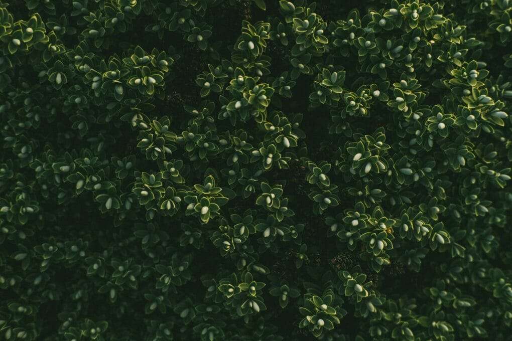 A close up of green leaves on a tree.