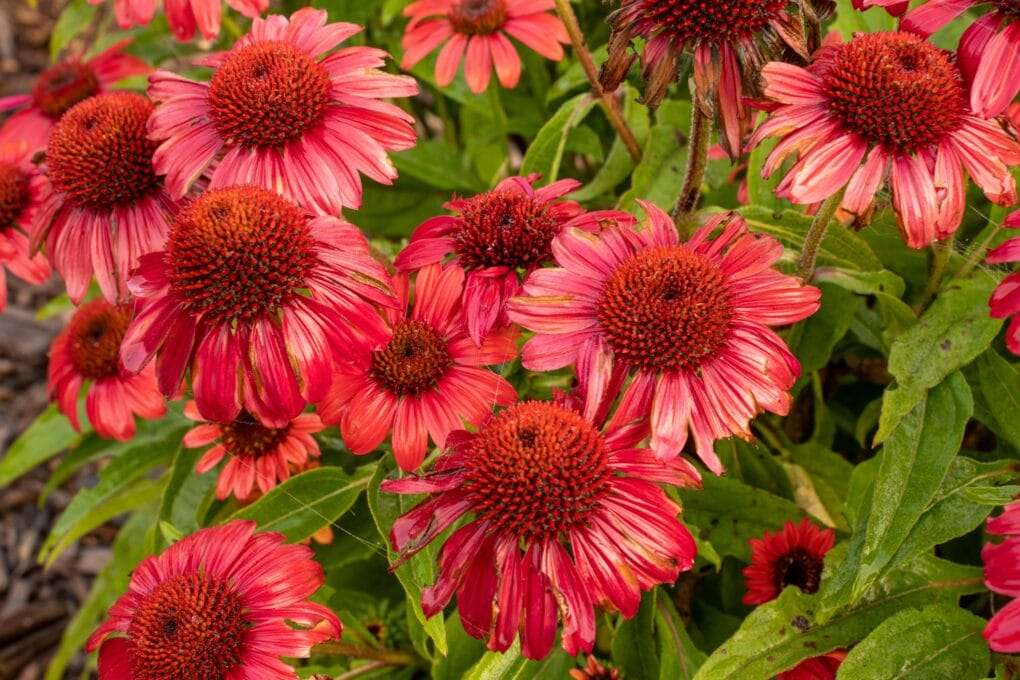 Red echinacea flowers are growing in a garden.