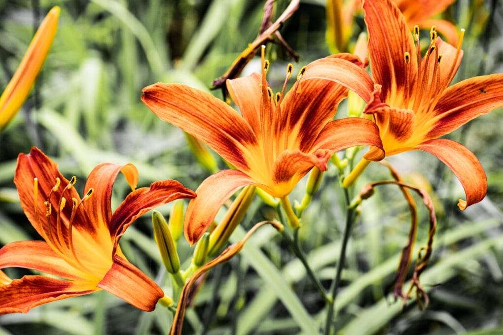 Orange lilies blooming in a garden.