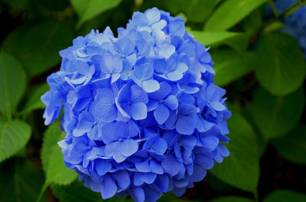 A blue flower with green leaves in the background.