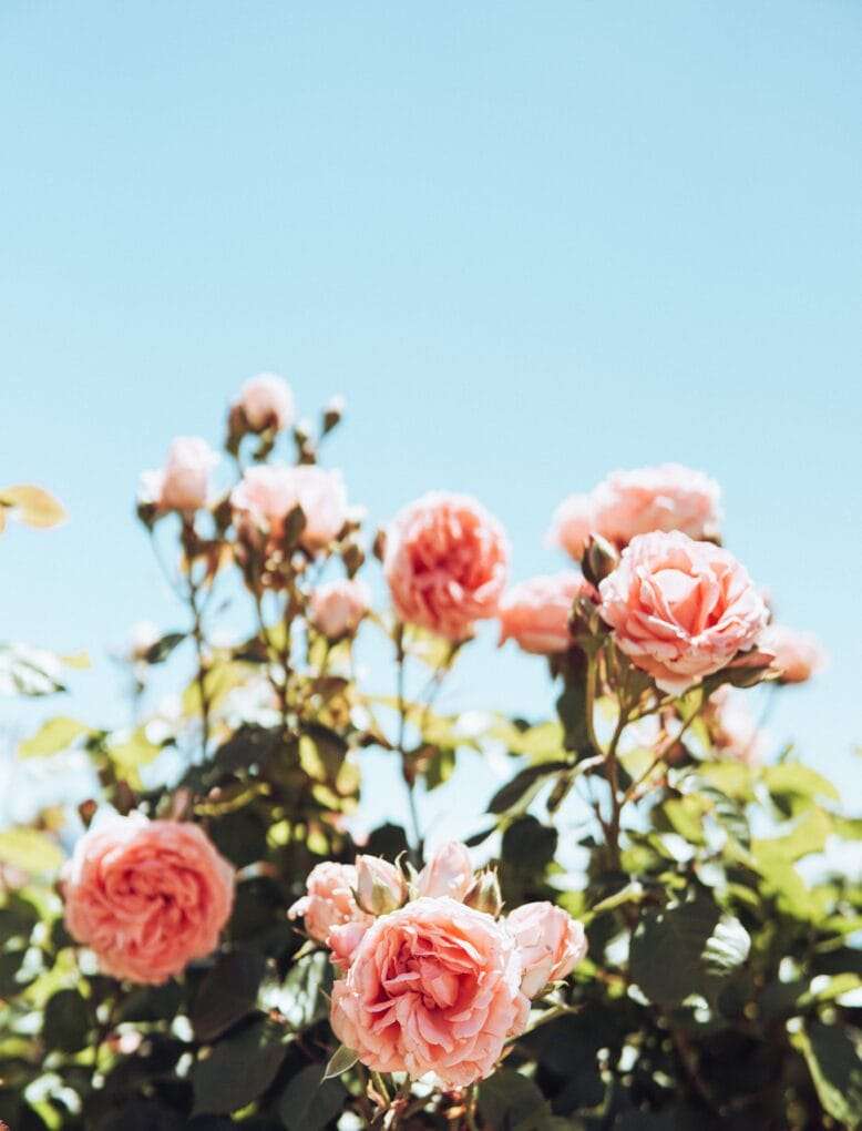 Pink roses against a blue sky.