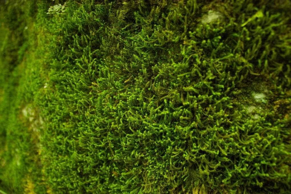 A close up of moss growing on a wall.