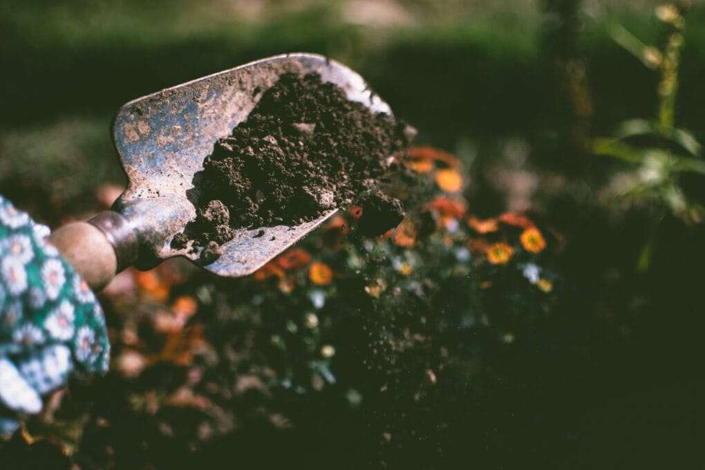 A person is holding a shovel full of dirt in a garden.