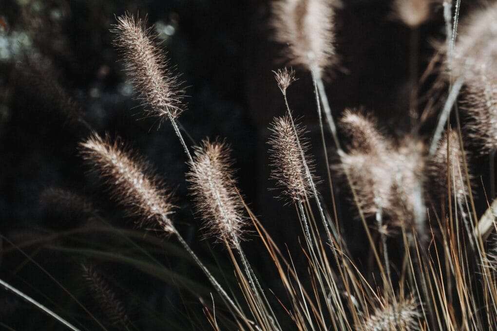 A close up of some brown grasses.