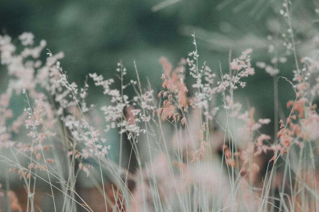 A close up of some grasses in a field.