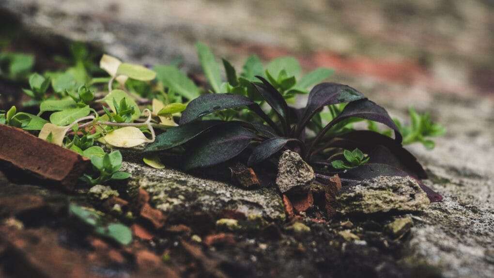 A small plant growing out of a brick wall.