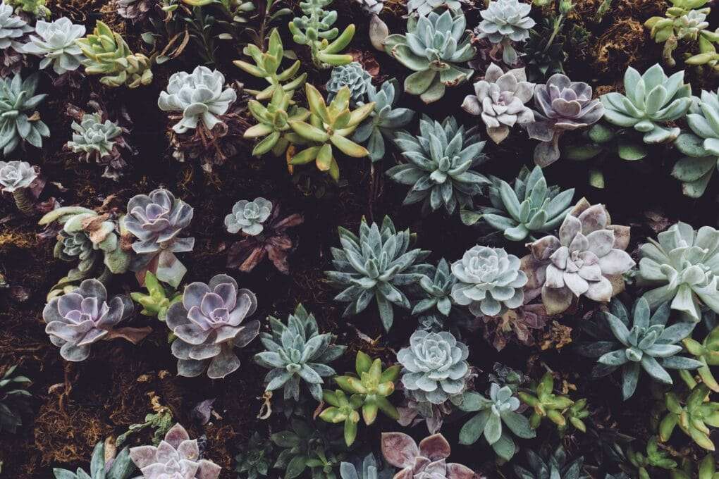 A close up of a group of succulents.