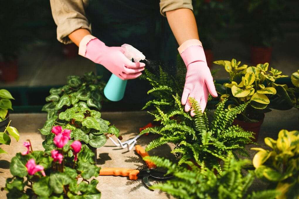 Person wearing pink gloves sprays water on potted indoor plants, including ferns and flowering plants, on a workbench with gardening tools and pruning shears. omahagardener.com