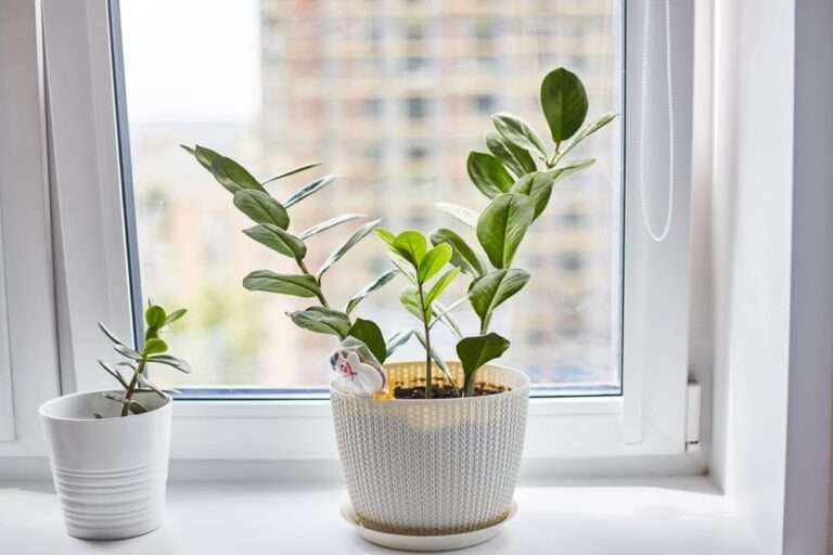 Two indoor plants on a window sill. Indoor gardening