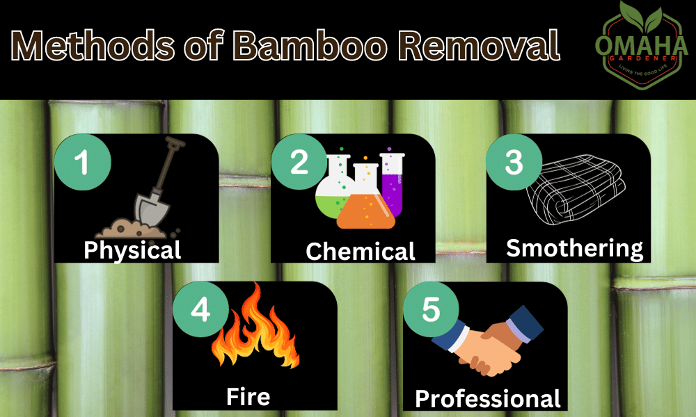 Techniques for eliminating bamboo plants.