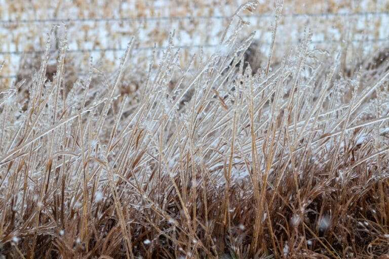 A field of brown grasses, including hardy perennial weeds, is covered in a layer of ice, with ice-encrusted stems and thin icicles visible in the scene. A blurry fence is visible in the background. omahagardener.com