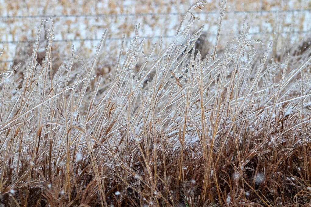 Why Do Weeds Die In Winter Months?