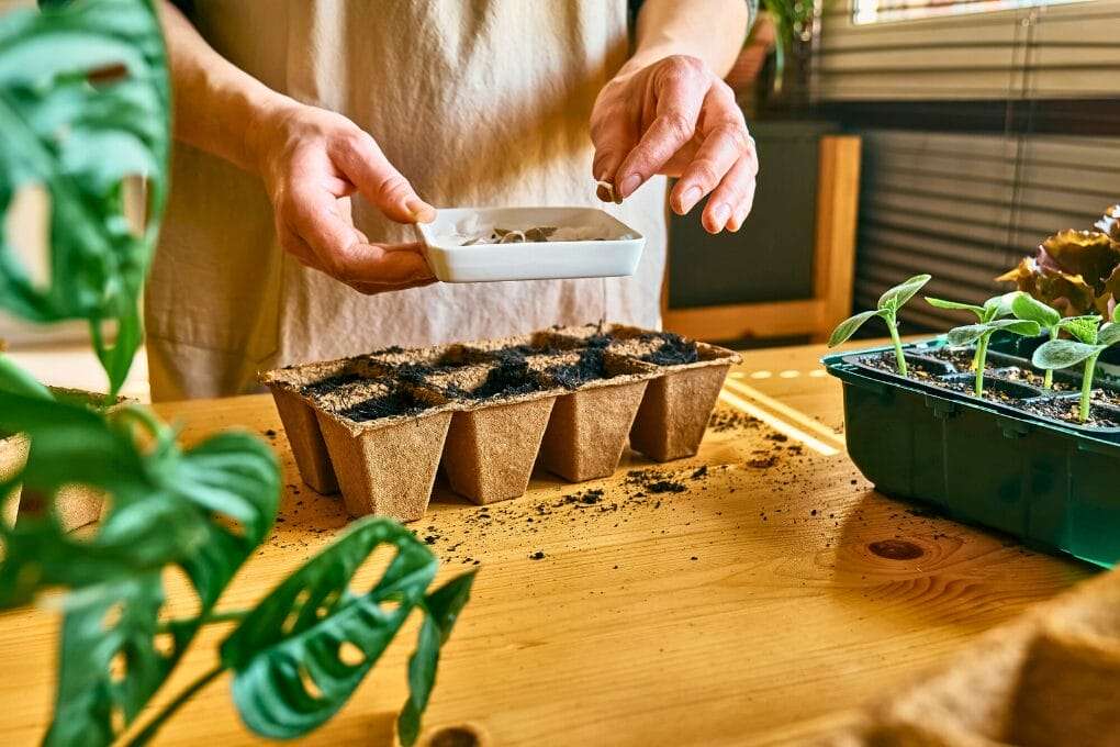 Person starting seeds indoors by planting them in a tray filled with soil on a wooden table surrounded by plants. omahagardener.com