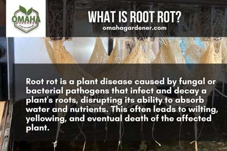 What is root rot? Root rot occurs when a plant's roots become infected, causing them to decay and ultimately leading to plant death.