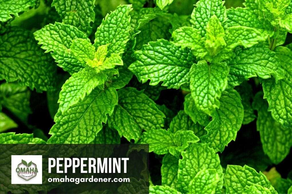 A close up of a peppermint plant.
