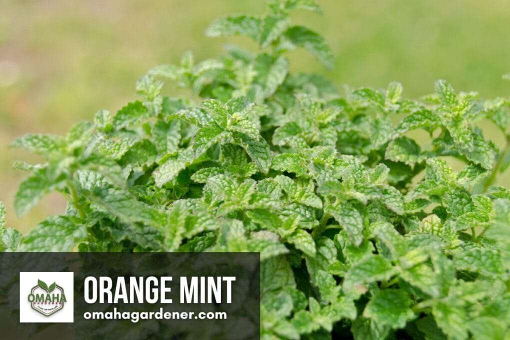 Growing Mint: Why They Are Meant for Containers 5 word image 4979 4