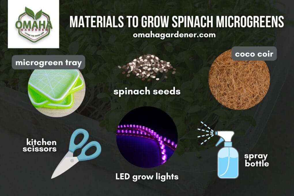 Materials to grow spinach microgreens, whether indoors or outdoors.
