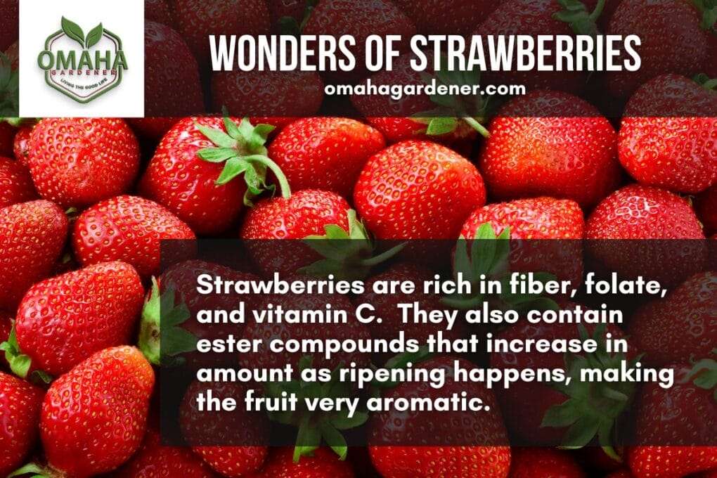 Strawberries are rich in fiber, folate and vitamin c. Strawberries In Your Home Garden