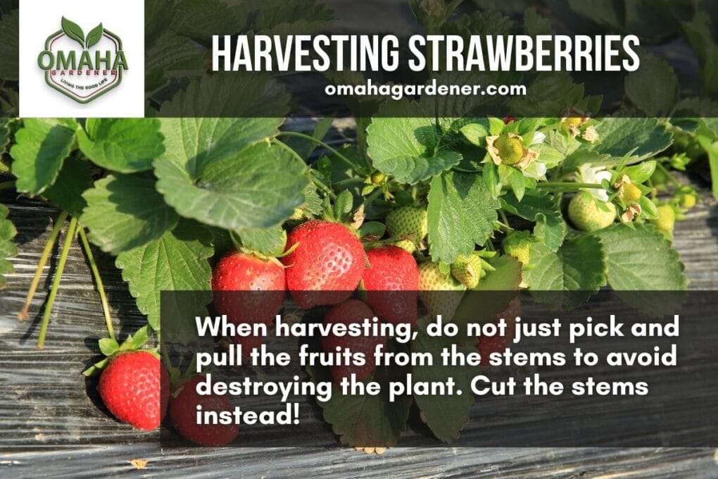 growing amazing strawberries and Harvesting strawberries when harvesting do not just pick and discard the fruit from the plants.