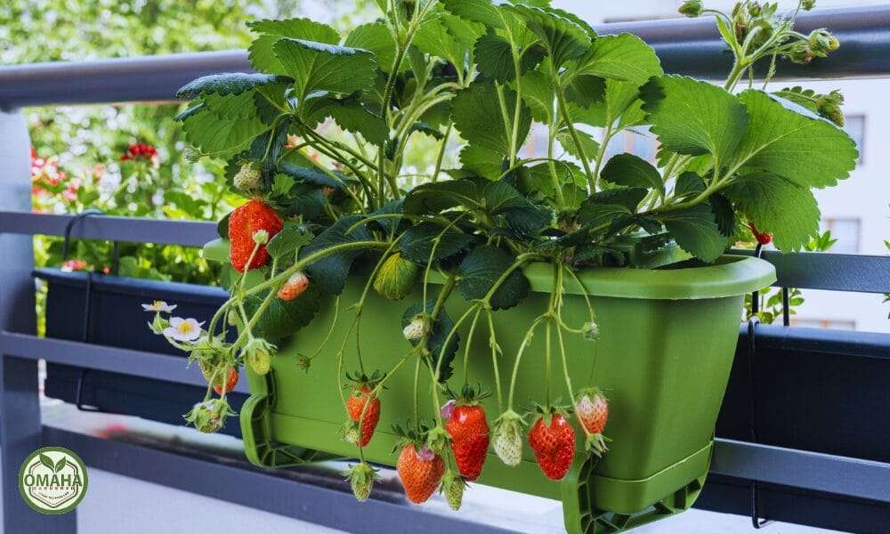 A green balcony portable garden bed with growing strawberries attached to a railing.