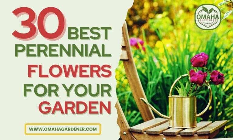 30 Best Perennial Flowers for Your Garden, Ideal for Various USDA Zones.