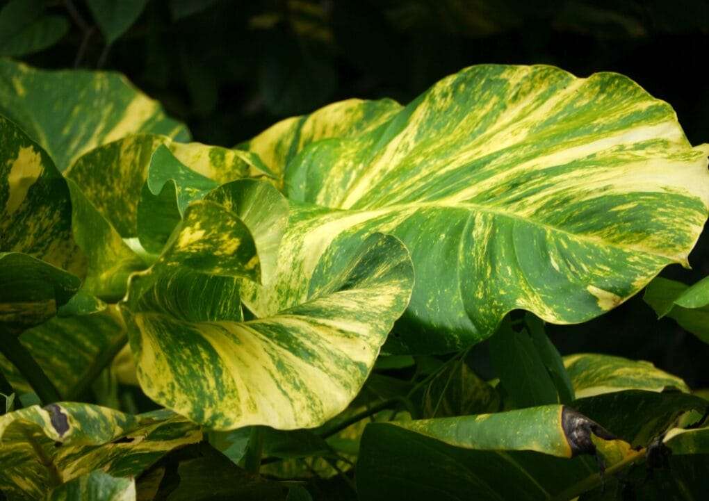 Variegated green leaves with brown spots basking in dappled sunlight.