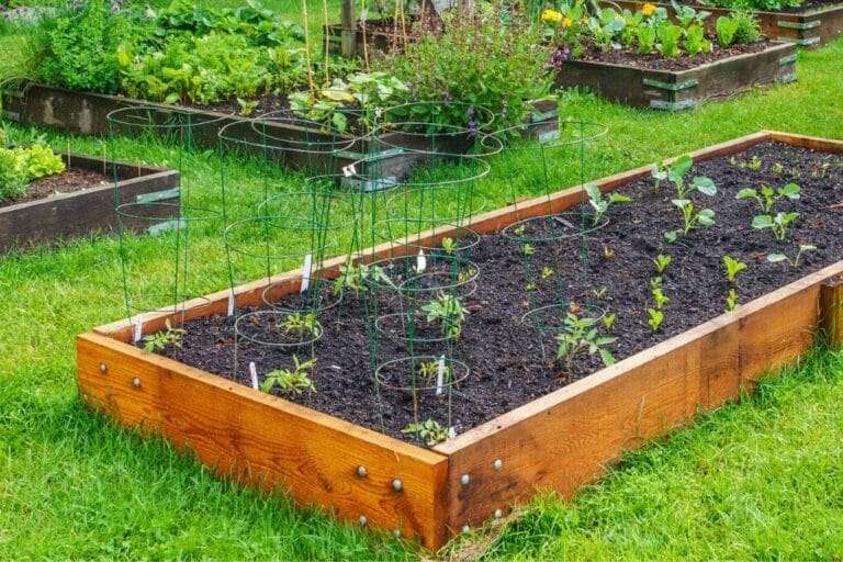 A wooden raised garden bed filled with carefully prepared soil mix and young plants, including some supported by circular green wire frames. Rectangular raised beds with additional plants are in the background. omahagardener.com