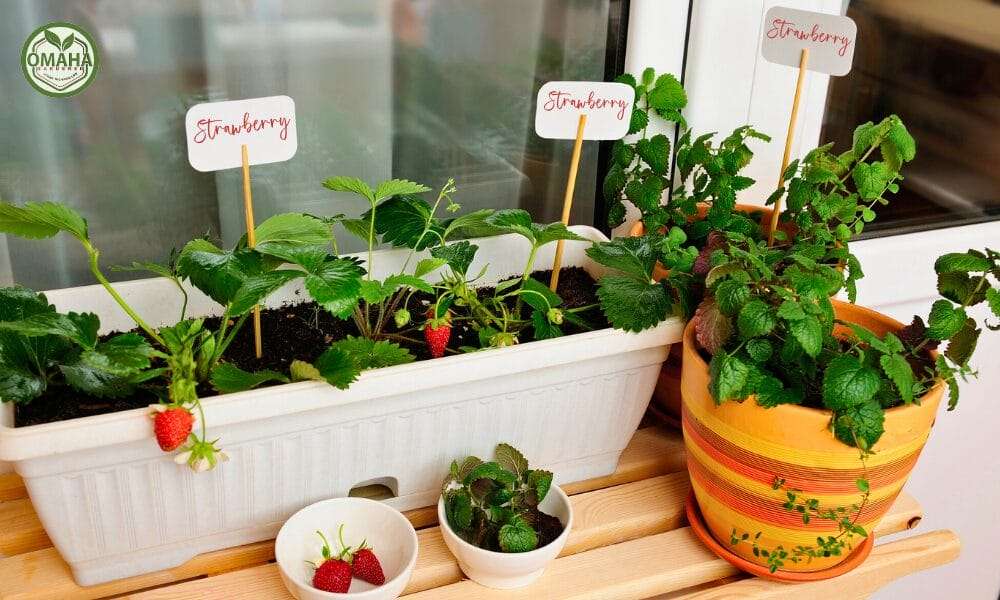 Strawberry and mint plants growing in a portable garden bed indoors with some harvested berries in small bowls.