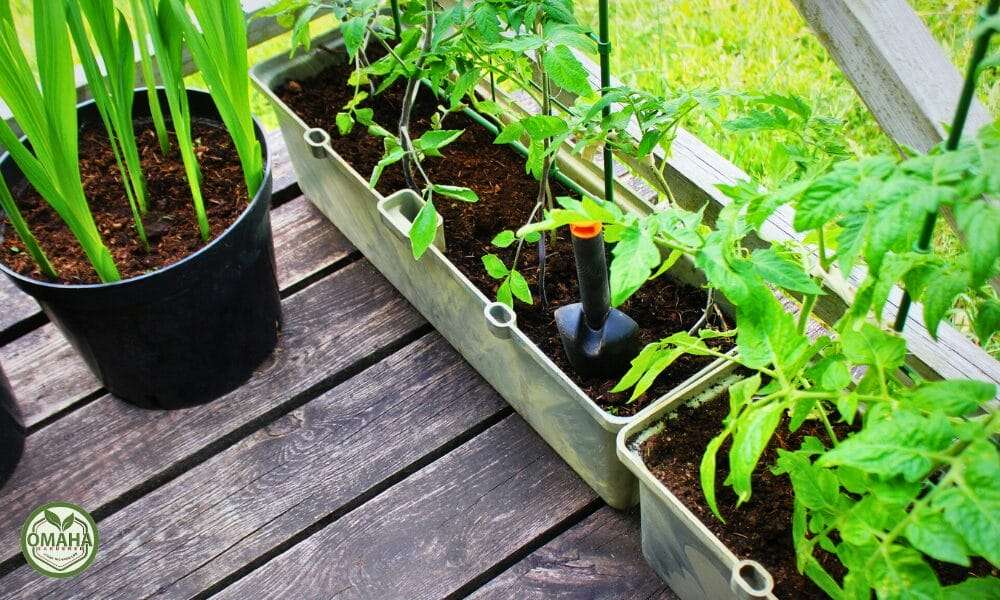 Young tomato plants growing in a portable garden bed with a drip irrigation system on a wooden deck.