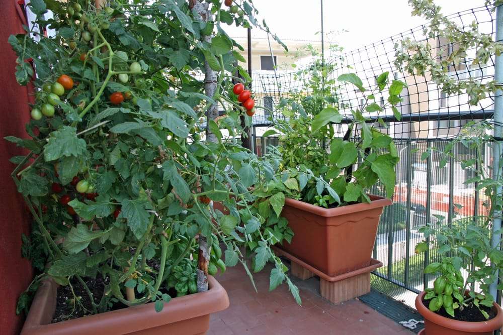 A tomato plant in a portable garden bed on a balcony.