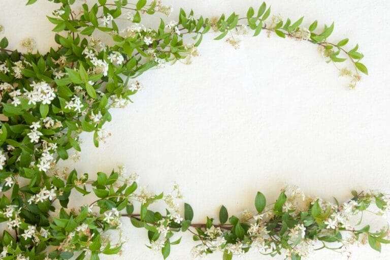 Green leaves and small white flowers form a border around the edge of a white background, leaving the center area blank. This charming design evokes an image of climbing flowers often found in USDA zones, adding a natural elegance to any setting. omahagardener.com