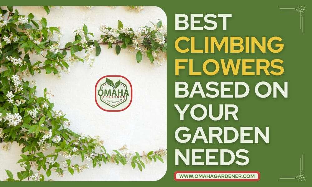 Promotional graphic for "best climbing flowers based on your garden needs" by omaha gardner.