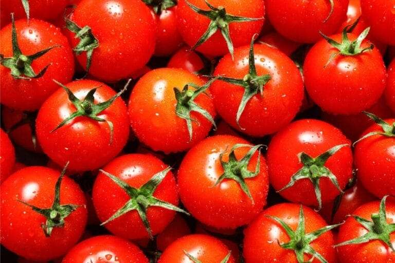 A close-up of multiple fresh red tomatoes with green stems, covered in water droplets, showcases the vibrant results of using the best fertilizer for tomatoes. omahagardener.com