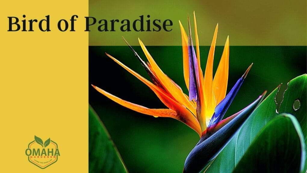 A vibrant orange perennial flower - bird of paradise flower displayed against a dark background. Orange Perennial Flowers