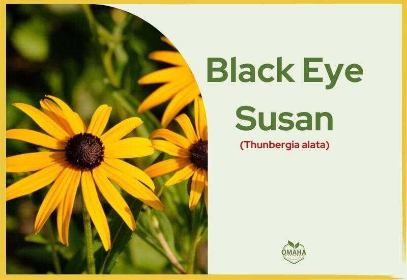 Bright yellow black-eyed susan flowers on an annual vine with green background and informational label including USDA zone.