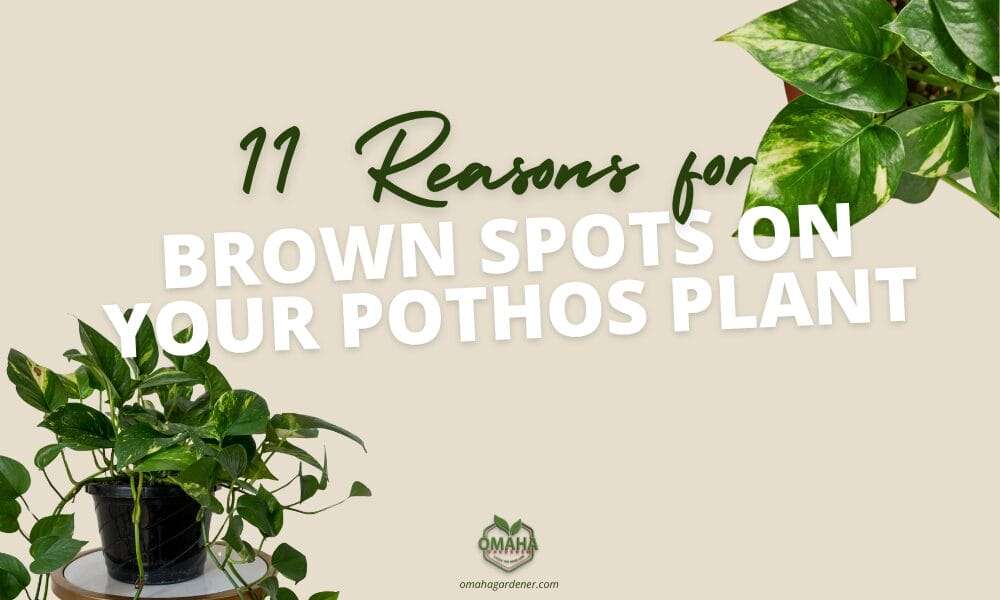 Informative guide to understanding brown spots on your pothos plant.
