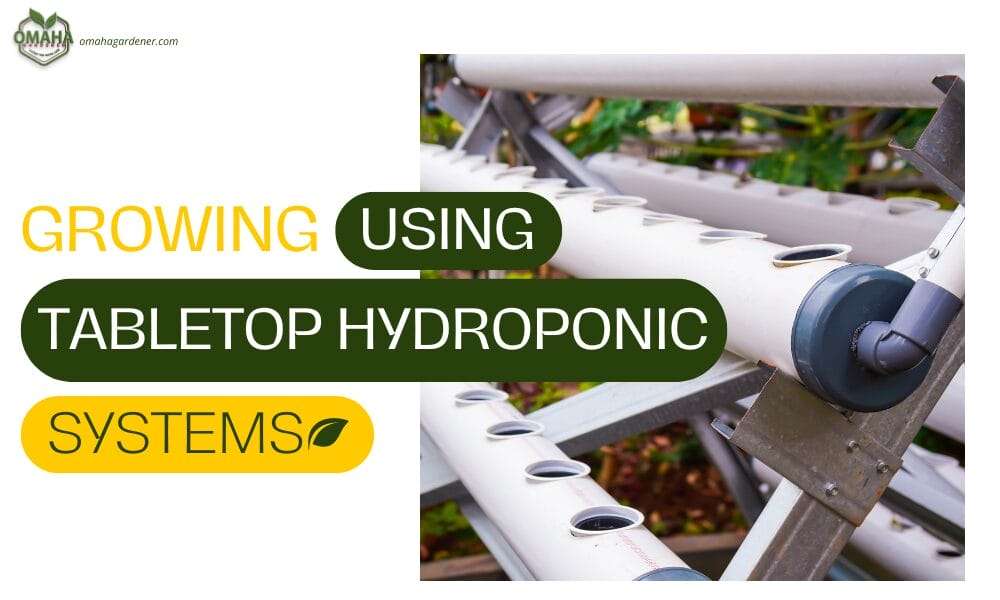 Tabletop hydroponic system for sustainable plant growth.