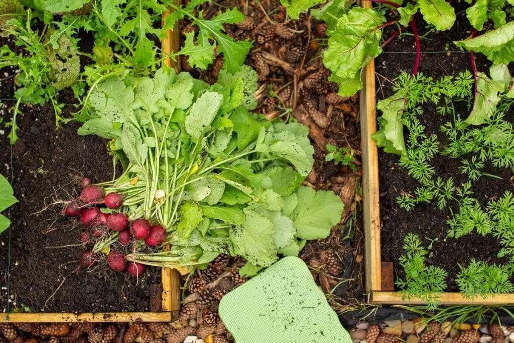 A bundle of freshly harvested radishes with leafy greens lies beside cheap raised garden beds containing various other growing vegetables. omahagardener.com