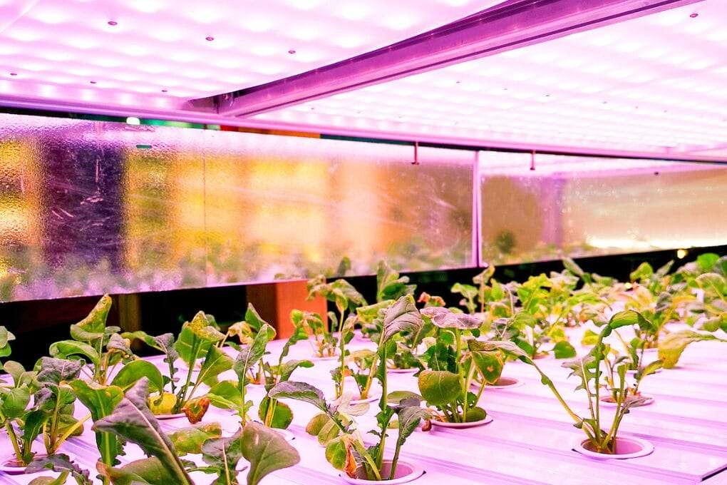 Indoor hydroponic system with leafy green plants growing under white and purple LED lights in a controlled environment. omahagardener.com