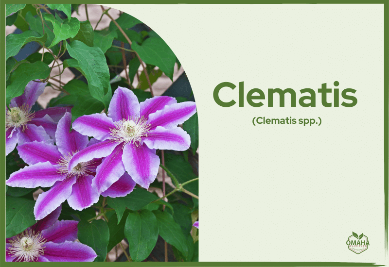 Clematis flowers, fast-growing vines with vibrant purple petals, featured on a botanical informational card.