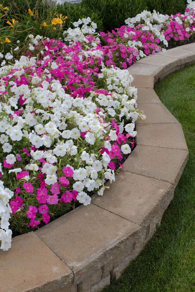 Curved garden path edged with stone blocks and lined with vibrant white and pink petunia flowers in a brick raised garden bed.