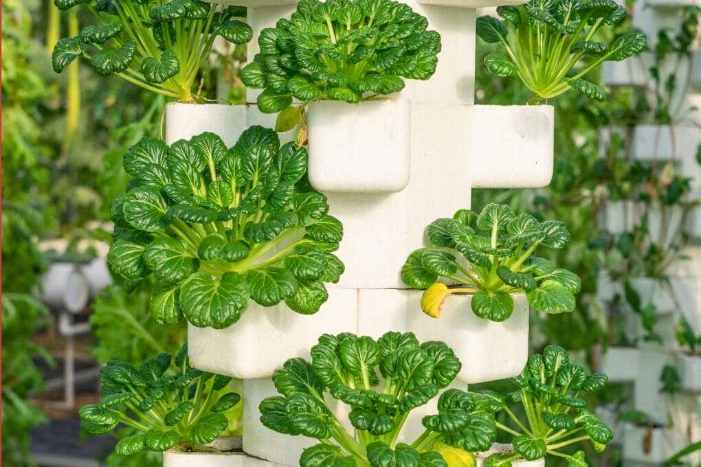 A vertical hydroponic system featuring Hydroponic Towers growing lush, green leafy vegetables on a white structure, with more greenery in the blurred background. omahagardener.com