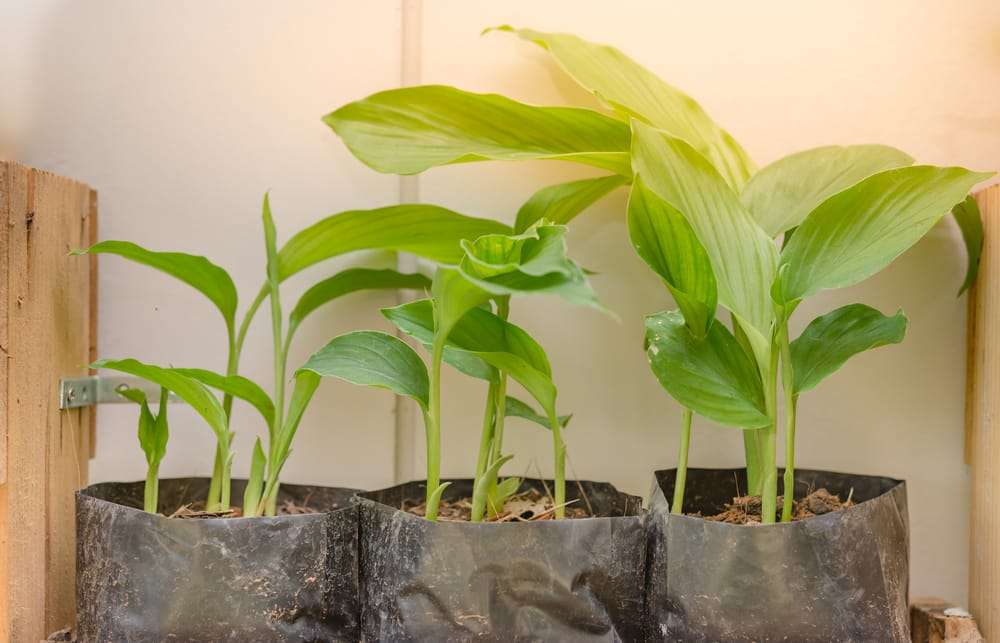 Several fabric-raised garden bed plants in a crate.