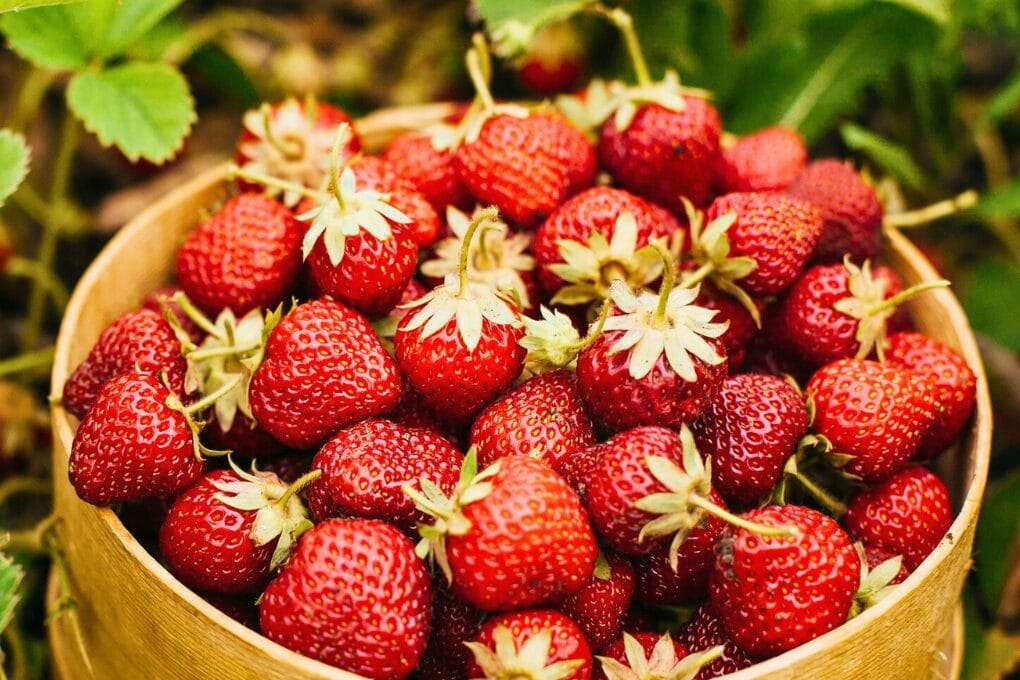 A basket filled with ripe strawberries, harvested fresh from the vibrant strawberry plant, with lush green leaves in the background. omahagardener.com