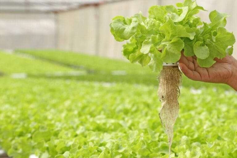 A person's hand holds up a hydroponically grown lettuce plant with roots exposed, cultivated using a tabletop hydroponic system in a greenhouse full of similar plants. omahagardener.com