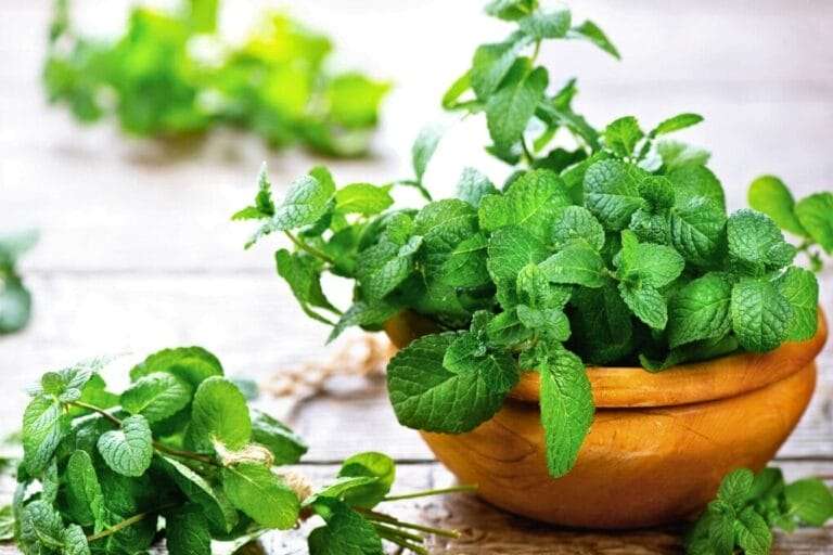 A wooden bowl filled with fresh green mint leaves placed on a wooden surface, with additional peppermint leaves scattered around. omahagardener.com