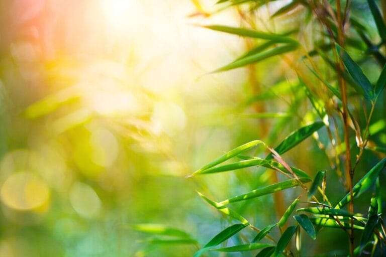 Close-up of green bamboo leaves with sunlight filtering through, creating a bright and serene atmosphere that contrasts with the efforts of bamboo removal for a more manageable garden. omahagardener.com