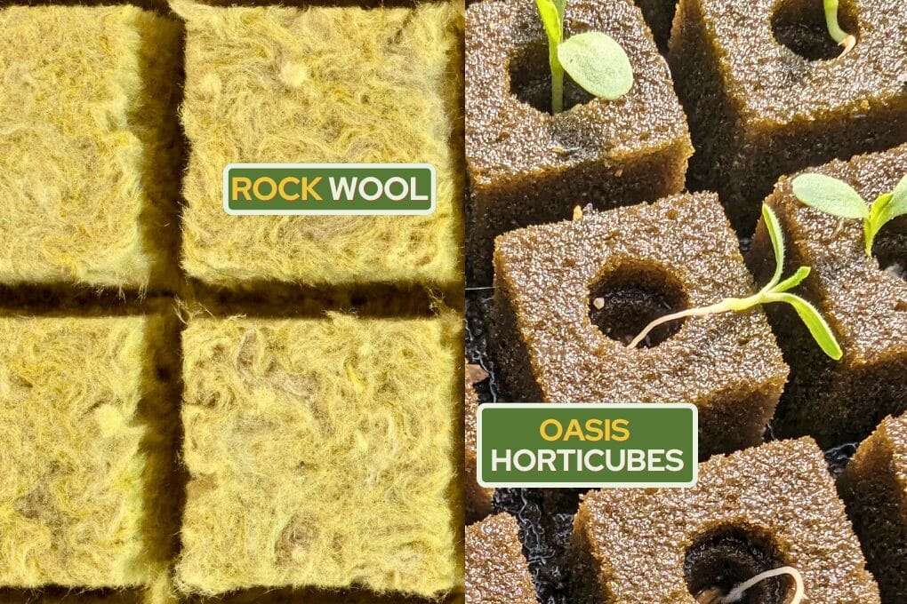 Close-up of square rock wool and oasis horticubes, with young seedlings emerging from the oasis cubes. Labels indicate "ROCK WOOL" on the left and "OASIS HORTICUBES" on the right, showcasing a comparison of growing media: Rockwool vs Oasis Horticubes. omahagardener.com