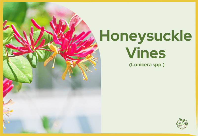 Informative slide on honeysuckle vines (Lonicera spp.) with a close-up image of the climbing flowers.